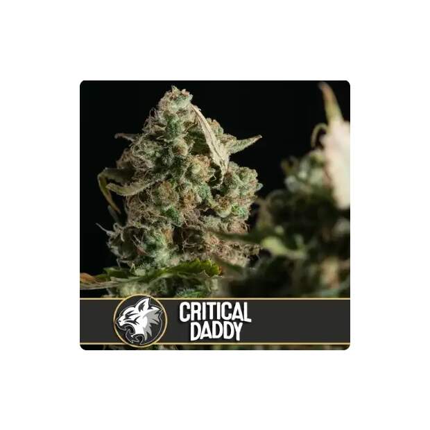 Blimburn Seeds Critical Daddy Purple