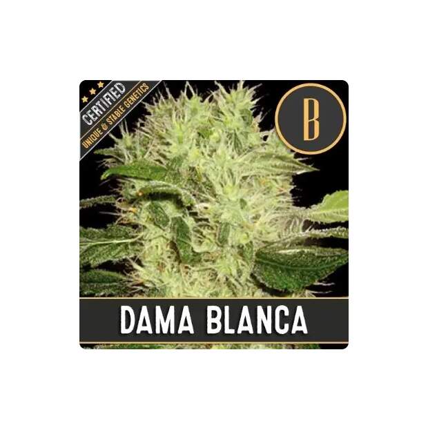 Blimburn Seeds Dama Blanca