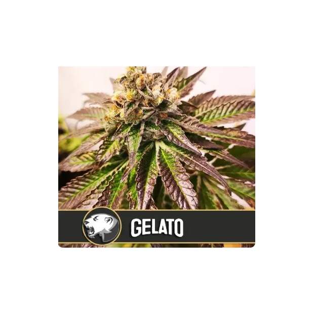 Blimburn Seeds Gelato