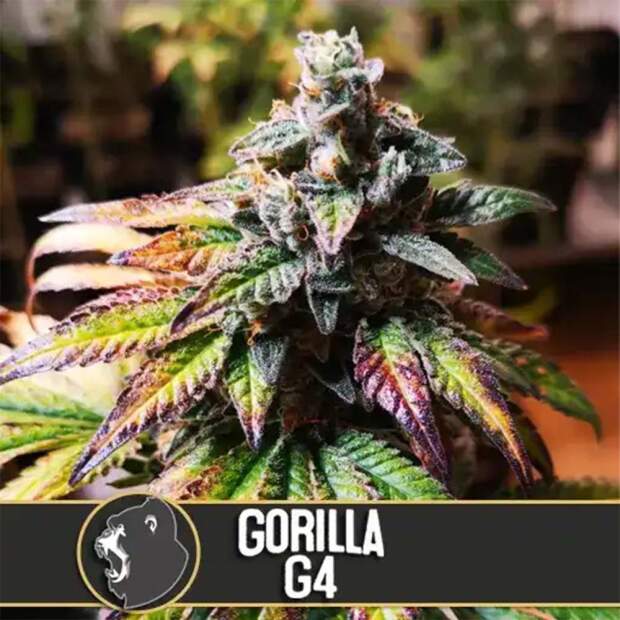 Blimburn Seeds Gorilla Glue G4