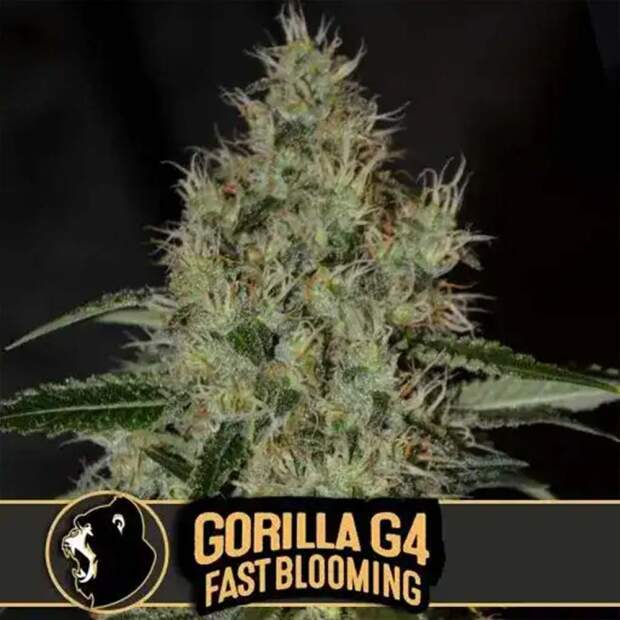 Blimburn Seeds Gorilla Glue G4 Fbv