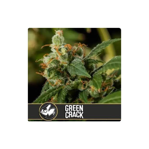 Blimburn Seeds Green Crack