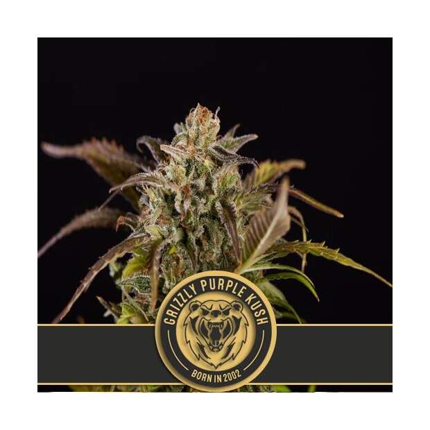 Blimburn Seeds Grizzly Purple Kush