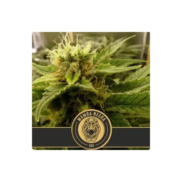 Blimburn Seeds Mamba Negra Auto CBD