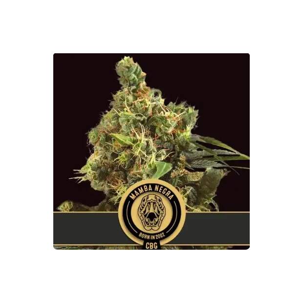 Blimburn Seeds Mamba Negra CBG