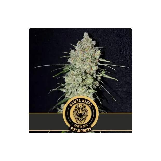 Blimburn Seeds Mamba Negra Fbv