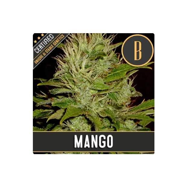 Blimburn Seeds Mango