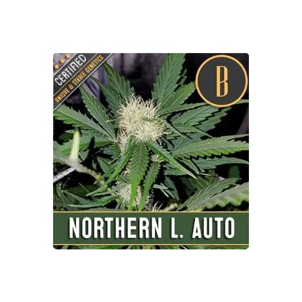 Blimburn Seeds Northern Auto