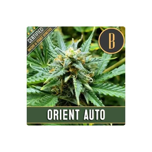 Blimburn Seeds Orient Auto