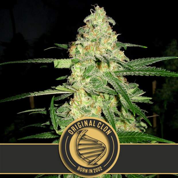 Blimburn Seeds Original Clon