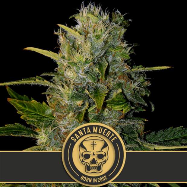 Blimburn Seeds Santa Muerte