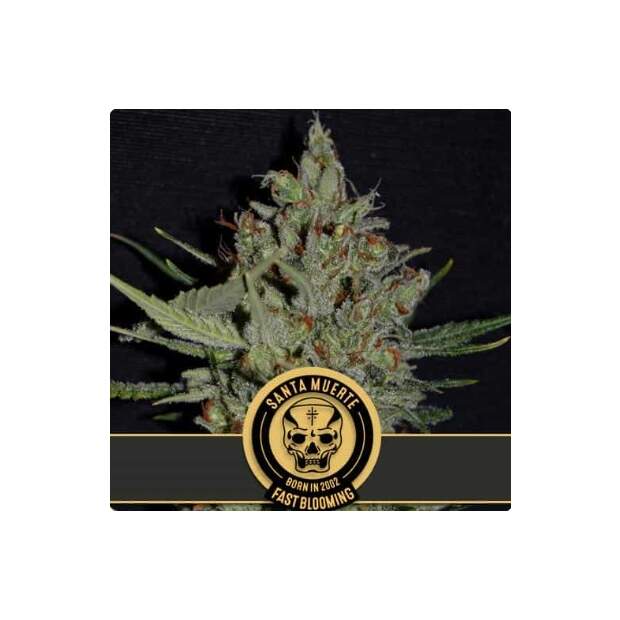 Blimburn Seeds Santa Muerte Fbv