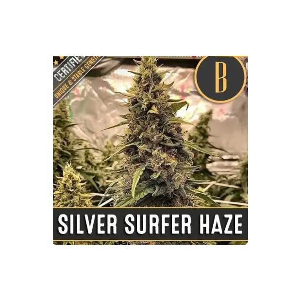 Blimburn Seeds Silver Surfer Haze