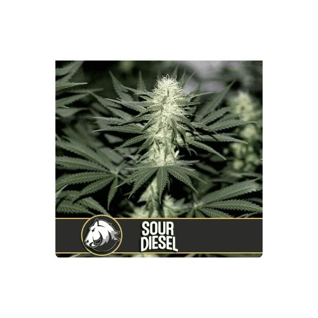 Blimburn Seeds Sour Diesel