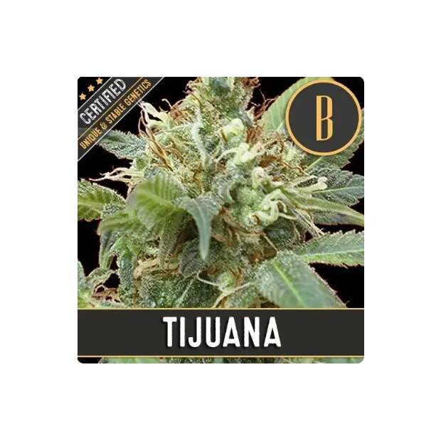 Blimburn Seeds Tijuana