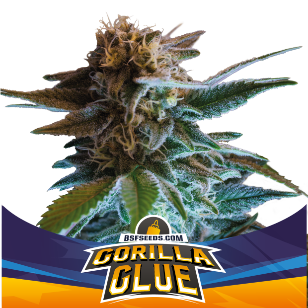 Bsf Seeds Gorilla Glue Auto