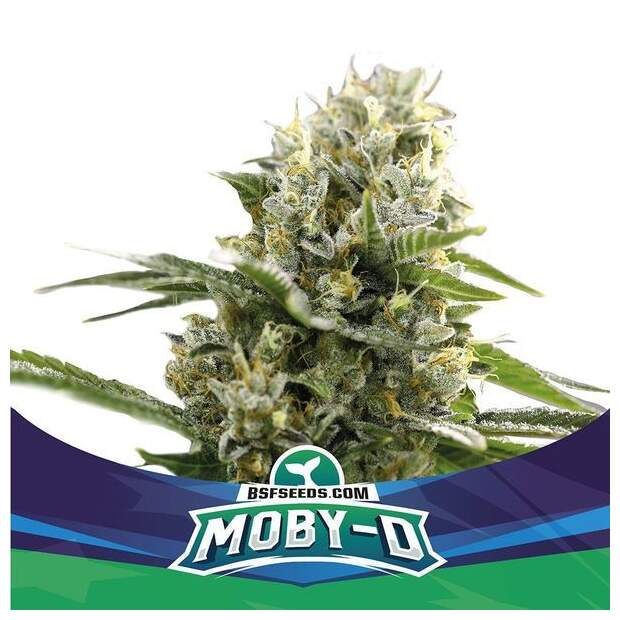 Bsf Seeds Moby-D XXL Auto