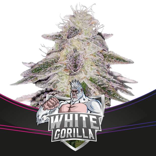 Bsf Seeds White Gorilla - Draft Line