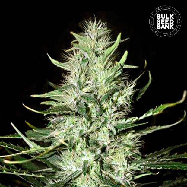 Bulk Seeds Bank Auto Mazar Extra