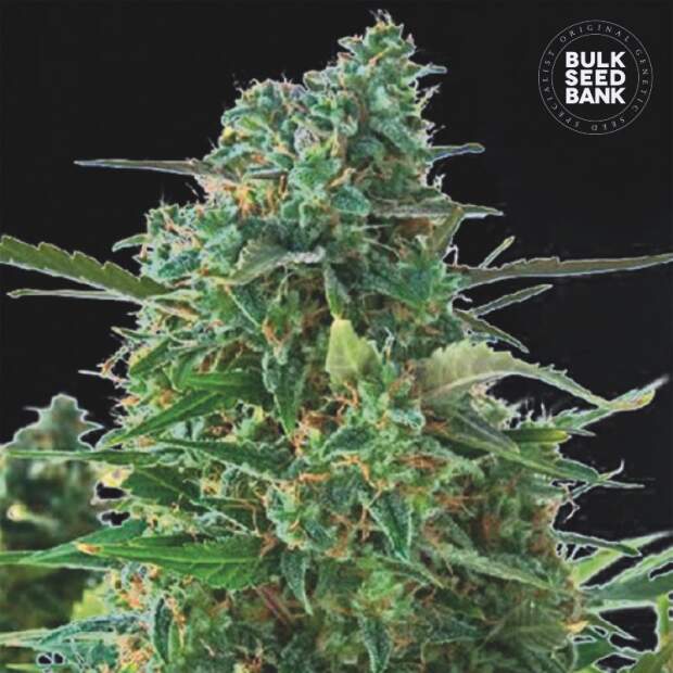 Bulk Seeds Bank Auto Nba Diesel