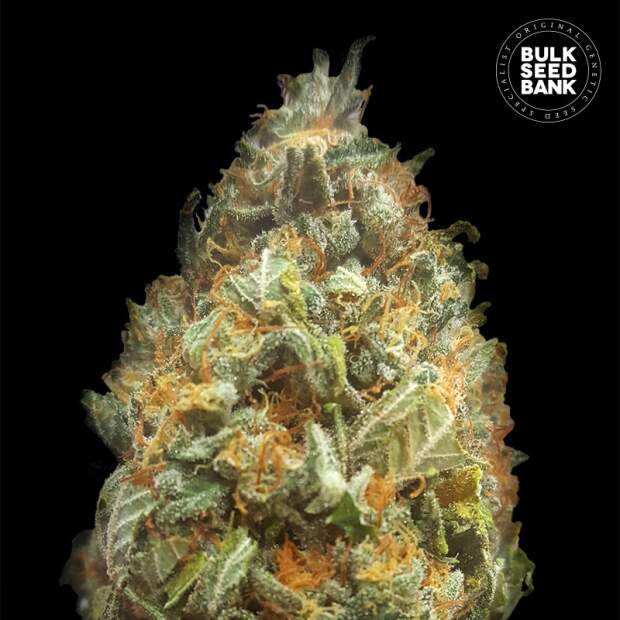 Bulk Seeds Bank Auto Original Orange Bud