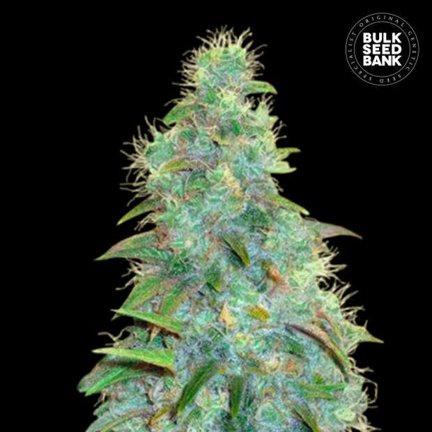 Bulk Seeds Bank Auto Sweet Tooth