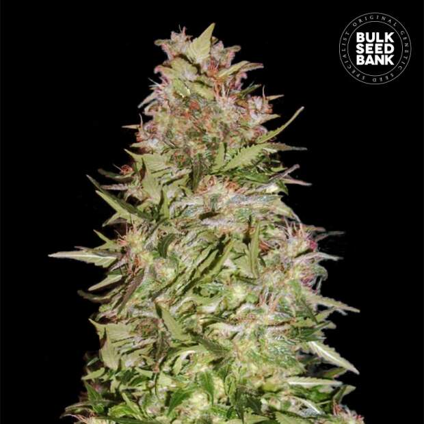 Bulk Seeds Bank Auto White Prussian