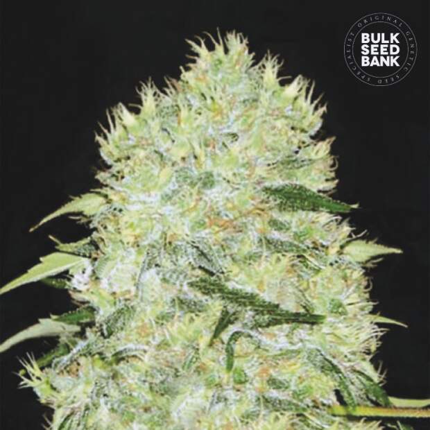 Bulk Seeds Bank Bubblegum Extra