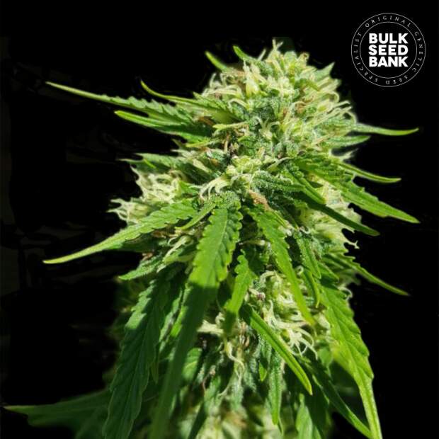 Bulk Seeds Bank CBD Good Wild Shark