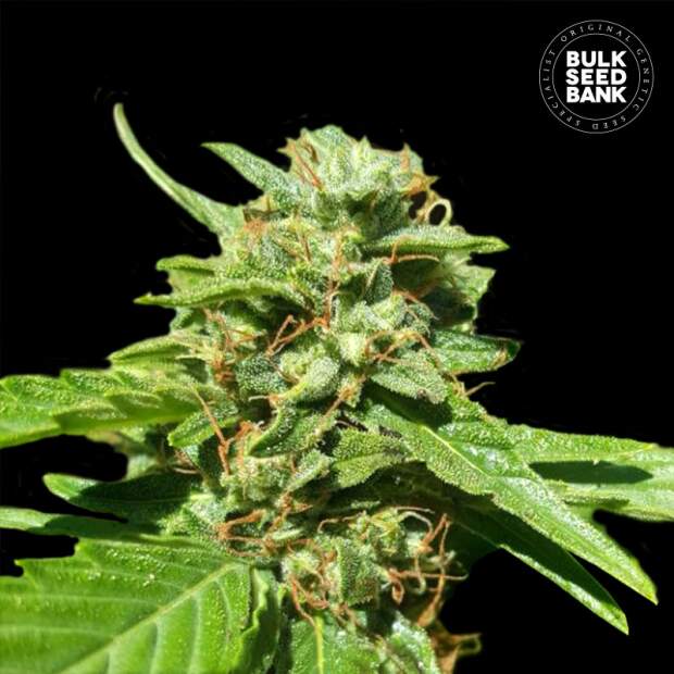 Bulk Seeds Bank CBD Nepal Gold