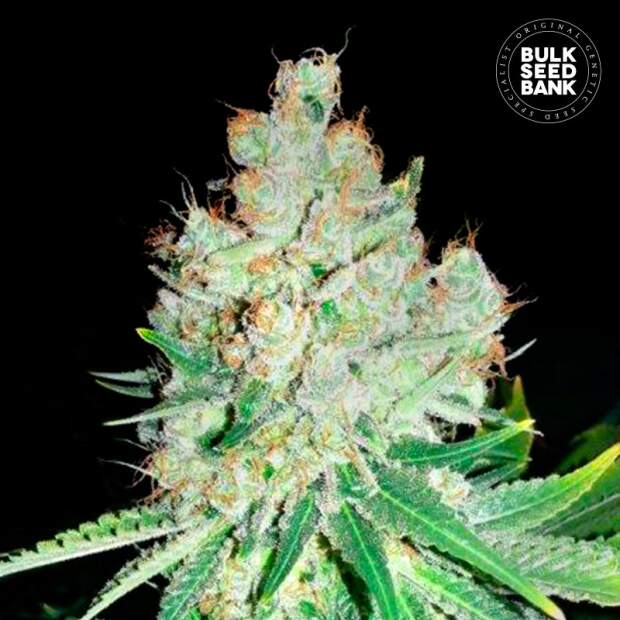 Bulk Seeds Bank Cheese