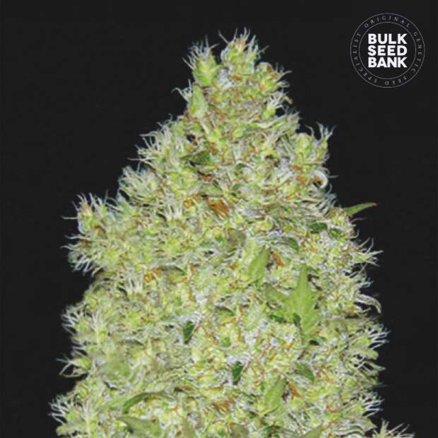 Bulk Seeds Bank Chronical