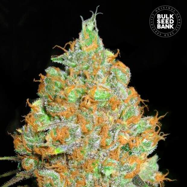 Bulk Seeds Bank Critical Mass