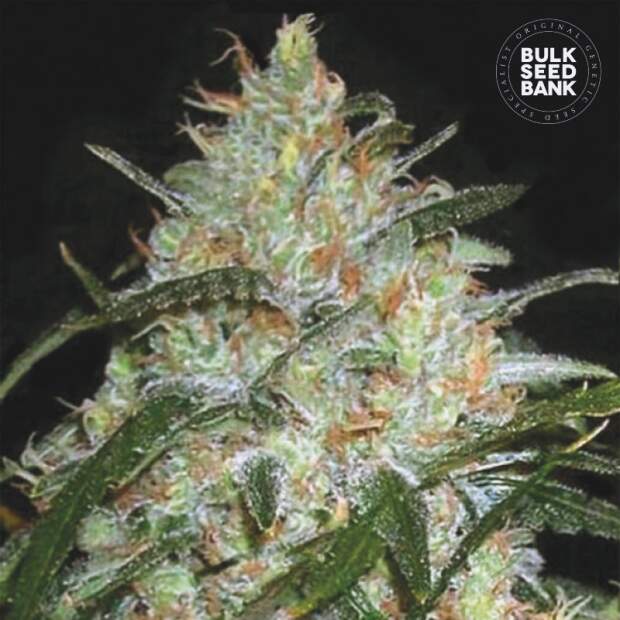 Bulk Seeds Bank Grapefruit