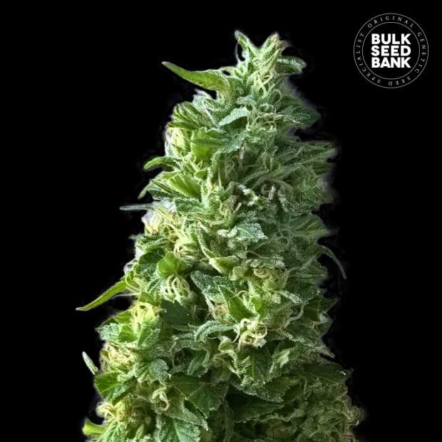 Bulk Seeds Bank Lime Skunk