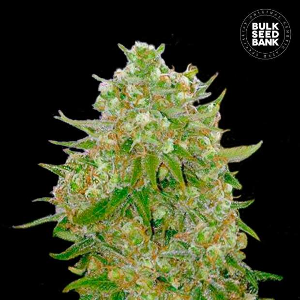 Bulk Seeds Bank Master Kush Grand