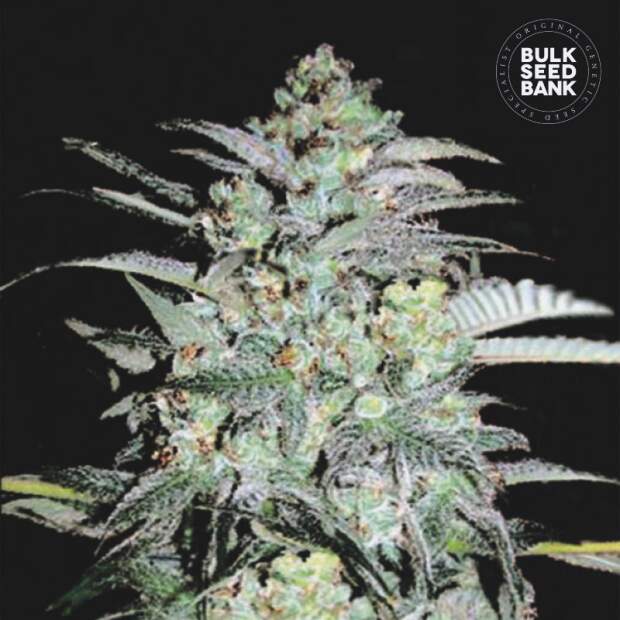 Bulk Seeds Bank Mazar Extra