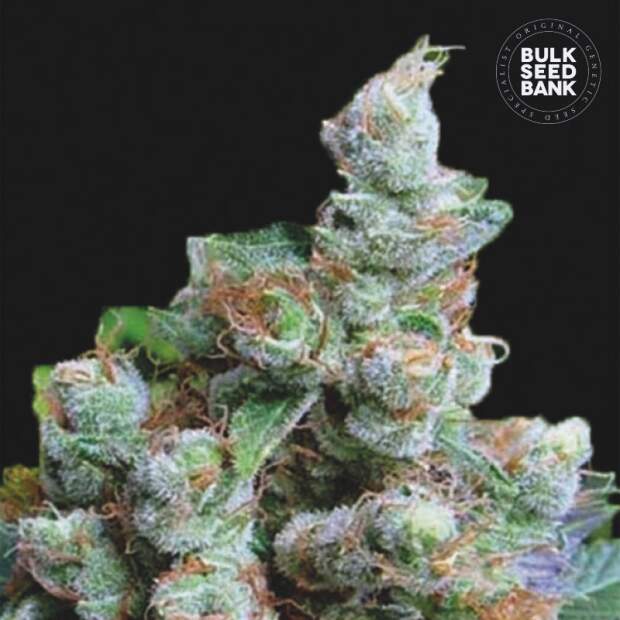 Bulk Seeds Bank Nba Diesel