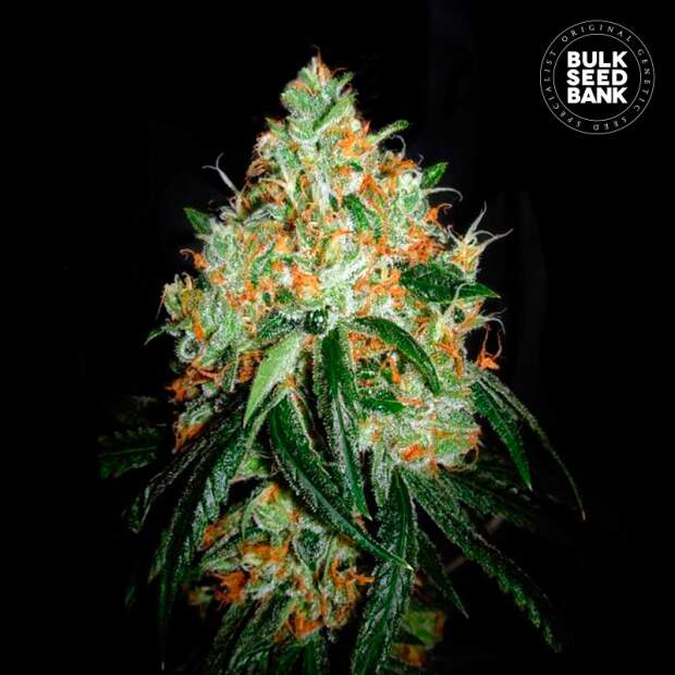 Bulk Seeds Bank Original Orange Bud