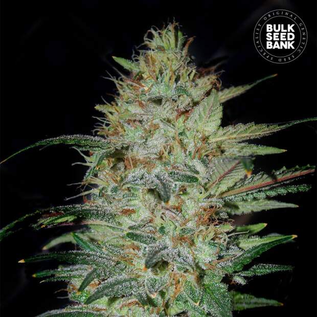 Bulk Seeds Bank Sensible Star