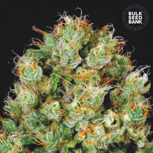 Bulk Seeds Bank Sour Diesel