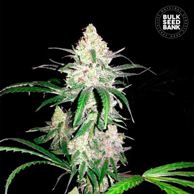 Bulk Seeds Bank Special Lime Haze