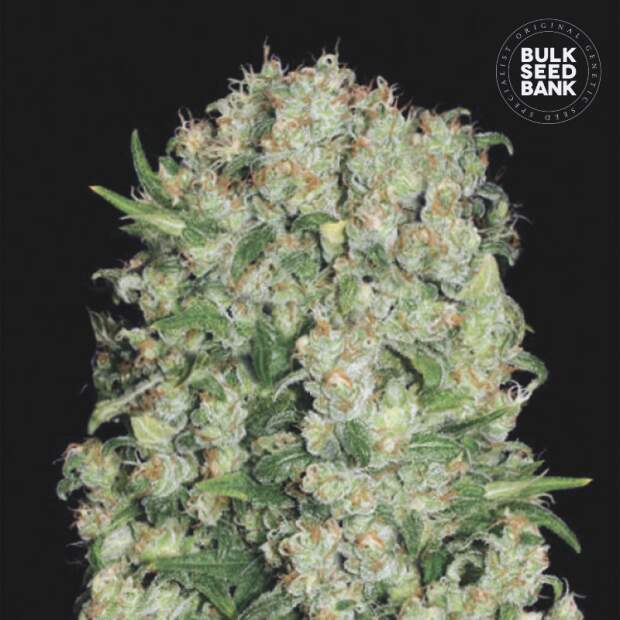 Bulk Seeds Bank White Prussian