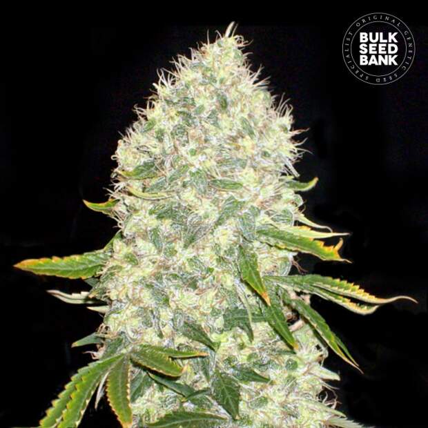 Bulk Seeds Bank White Widow