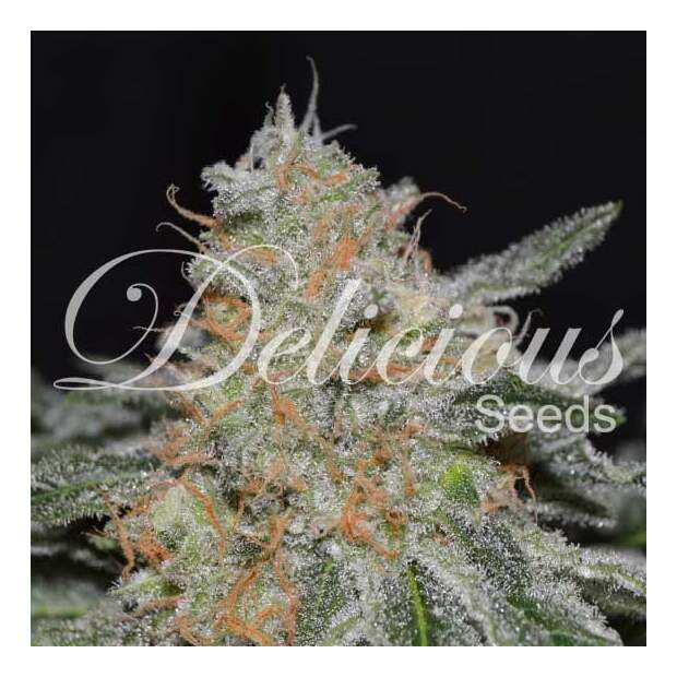 Delicious Seeds Critical Neville Haze 2.0