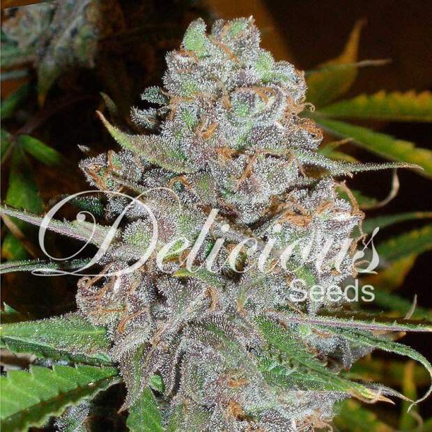 Delicious Seeds La Diva Auto