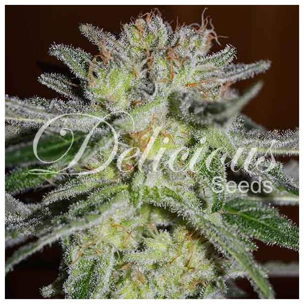 Delicious Seeds Northern Light Blue