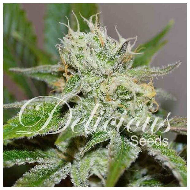 Delicious Seeds Original Juan Herer