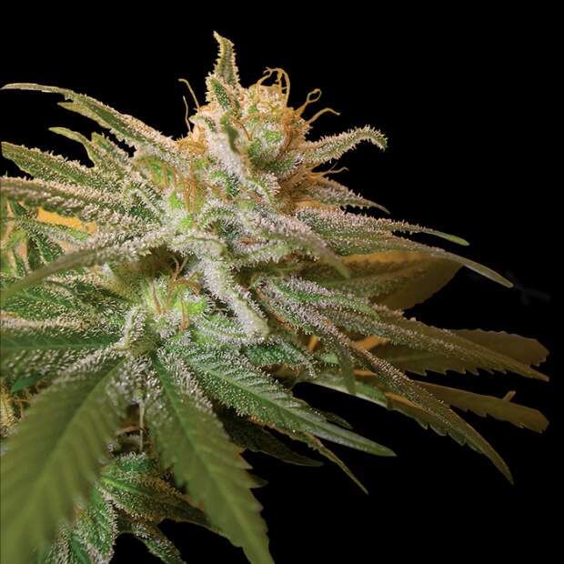 Dna Genetics Kushberry