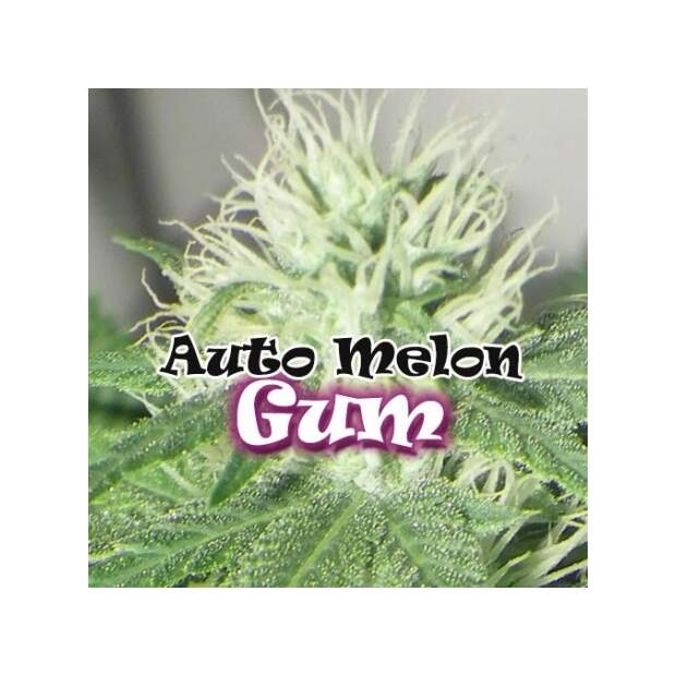 Dr. Underground Auto Melon Gum